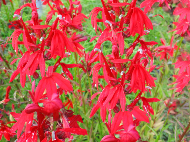 Preview: Staudenlobelie rot - Lobelia cardinalis